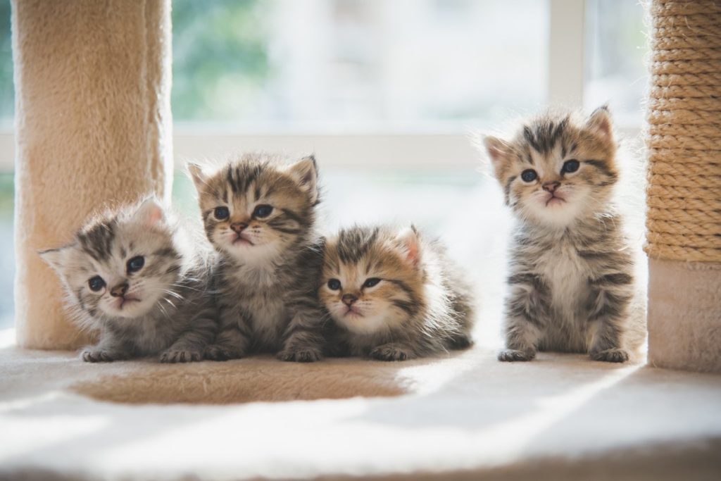 Rüyada Bir Sürü Kedi Yavrusu Görmek - Rüyalar Dünyası