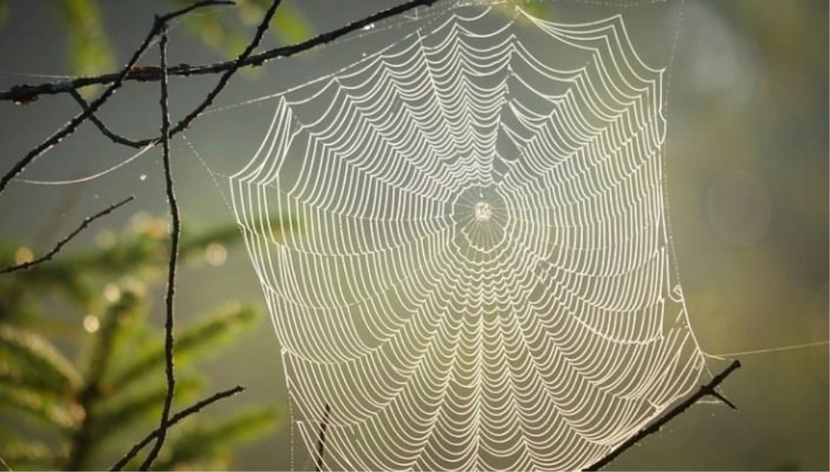 Rüyada örümcek ağı görmek ne demek? Rüyada örümcek görmek ne demek